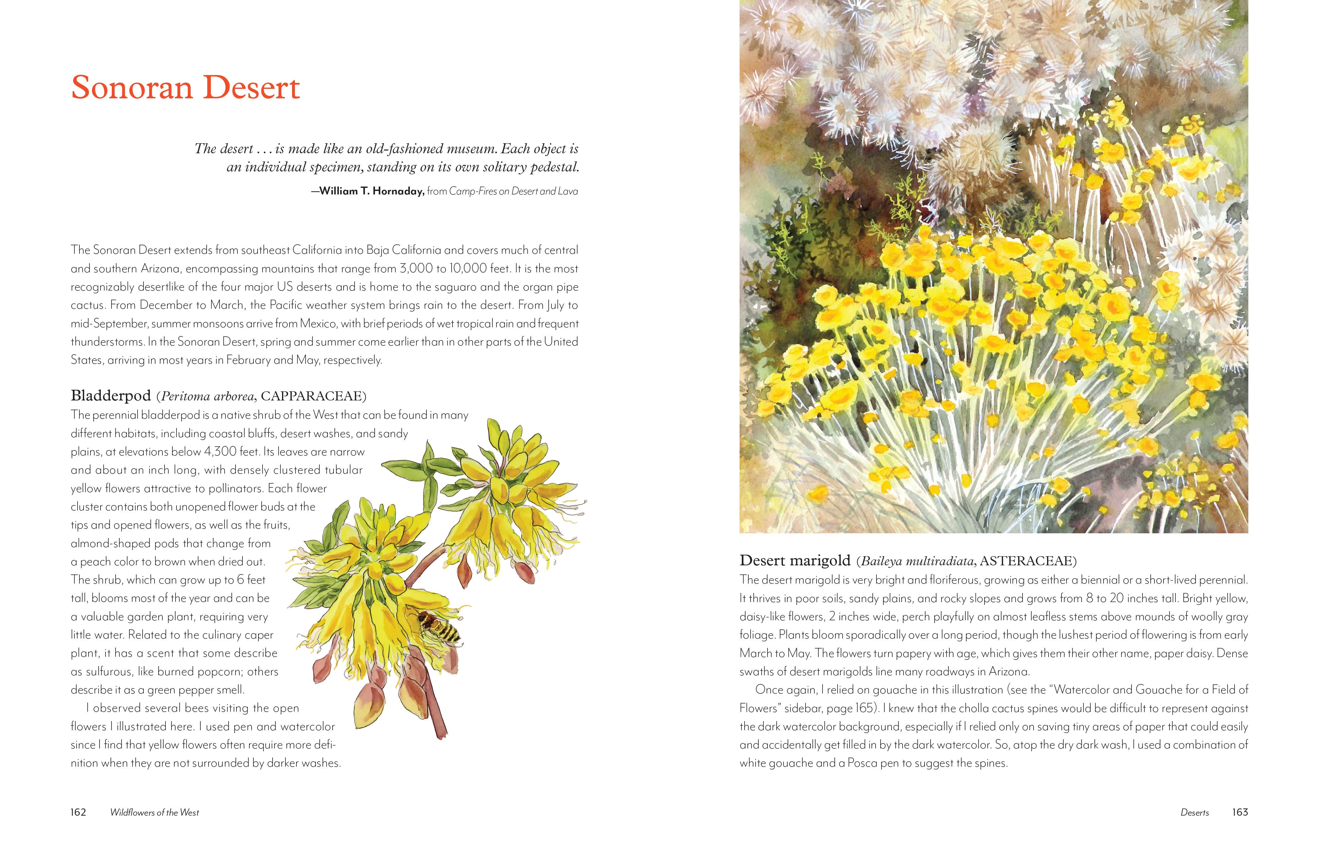 Wildflowers of the West: An Artist's Guide