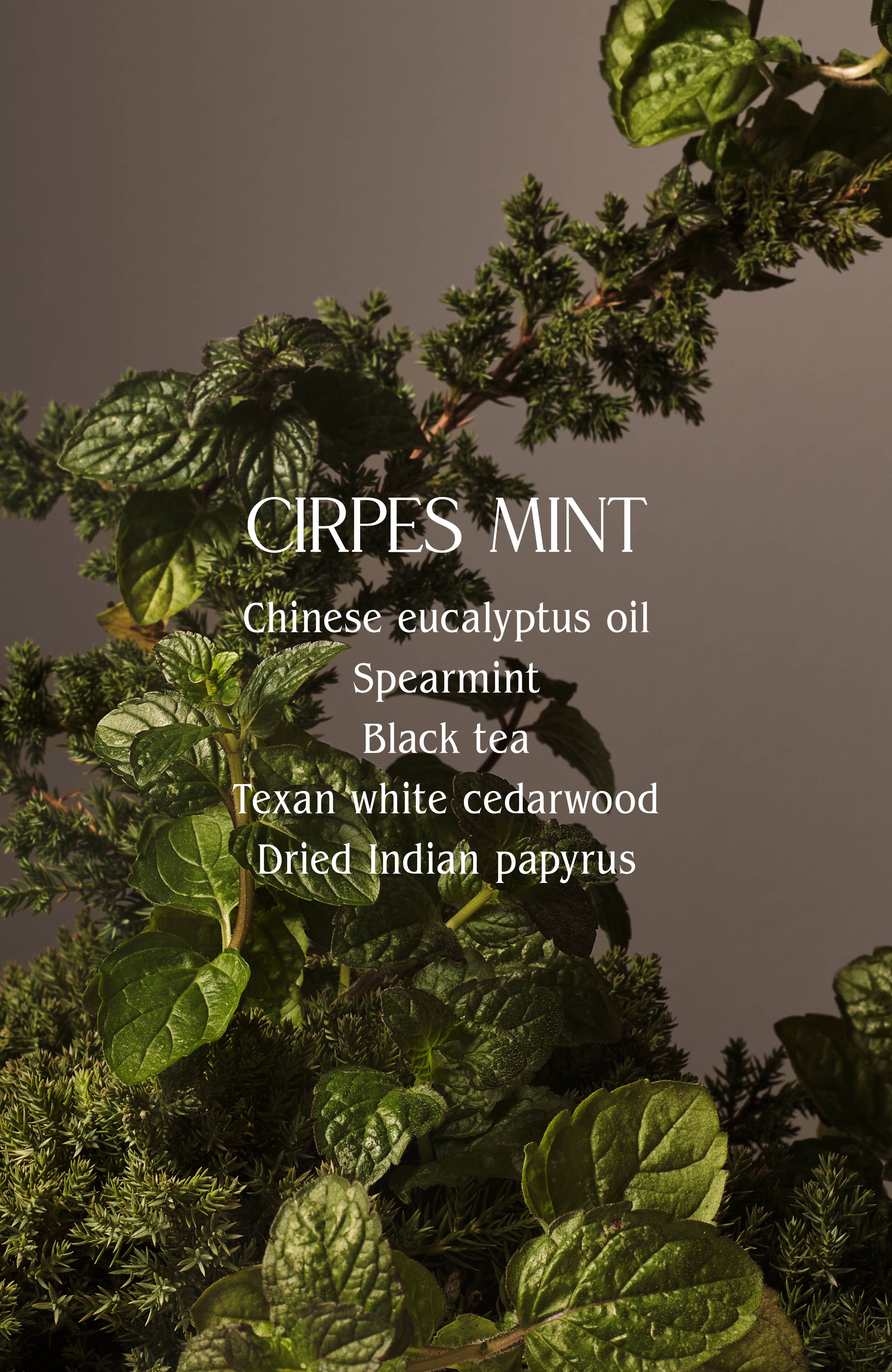 Homecourt - Signature Candle by Courtney Cox