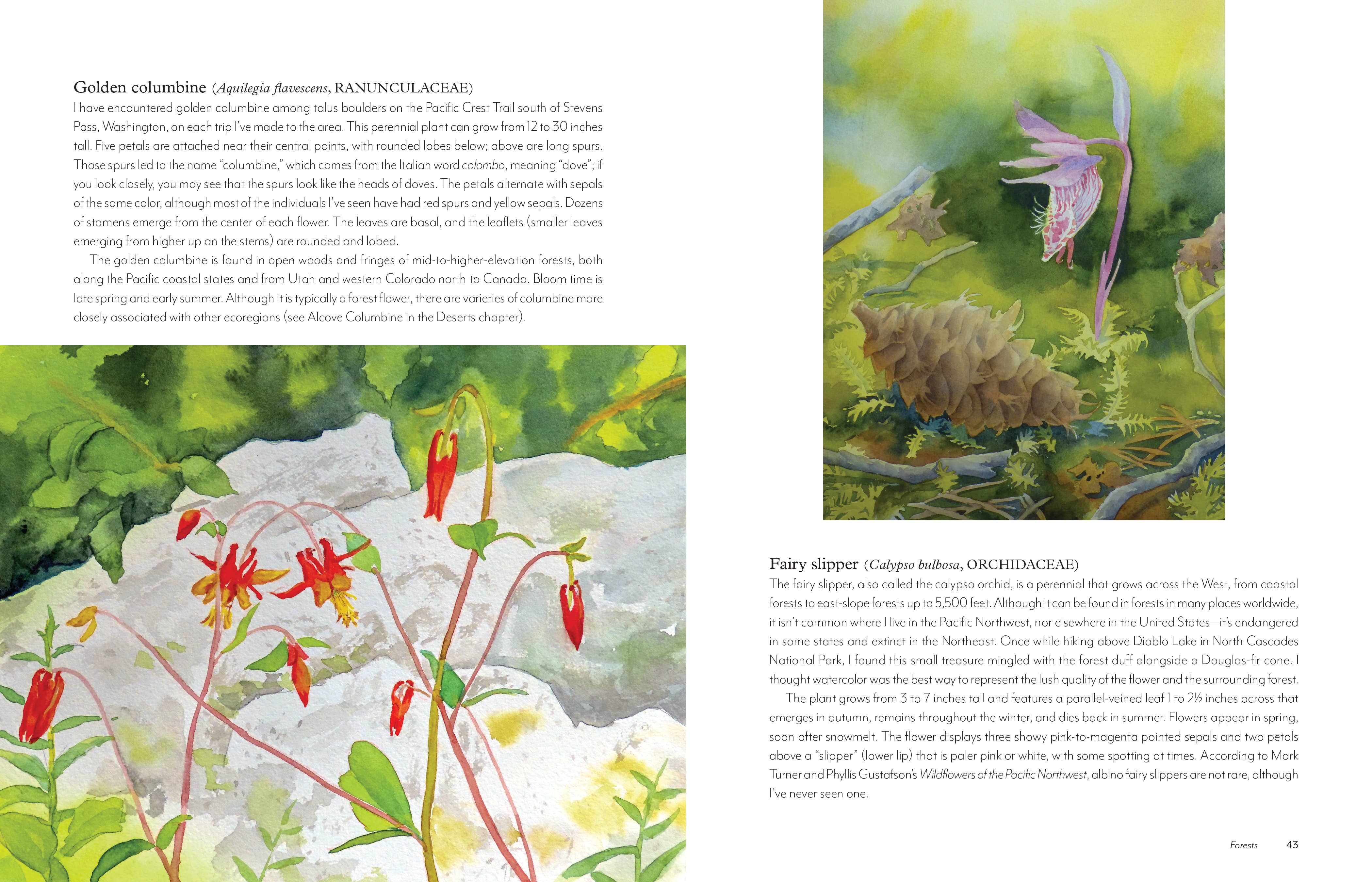 Wildflowers of the West: An Artist's Guide