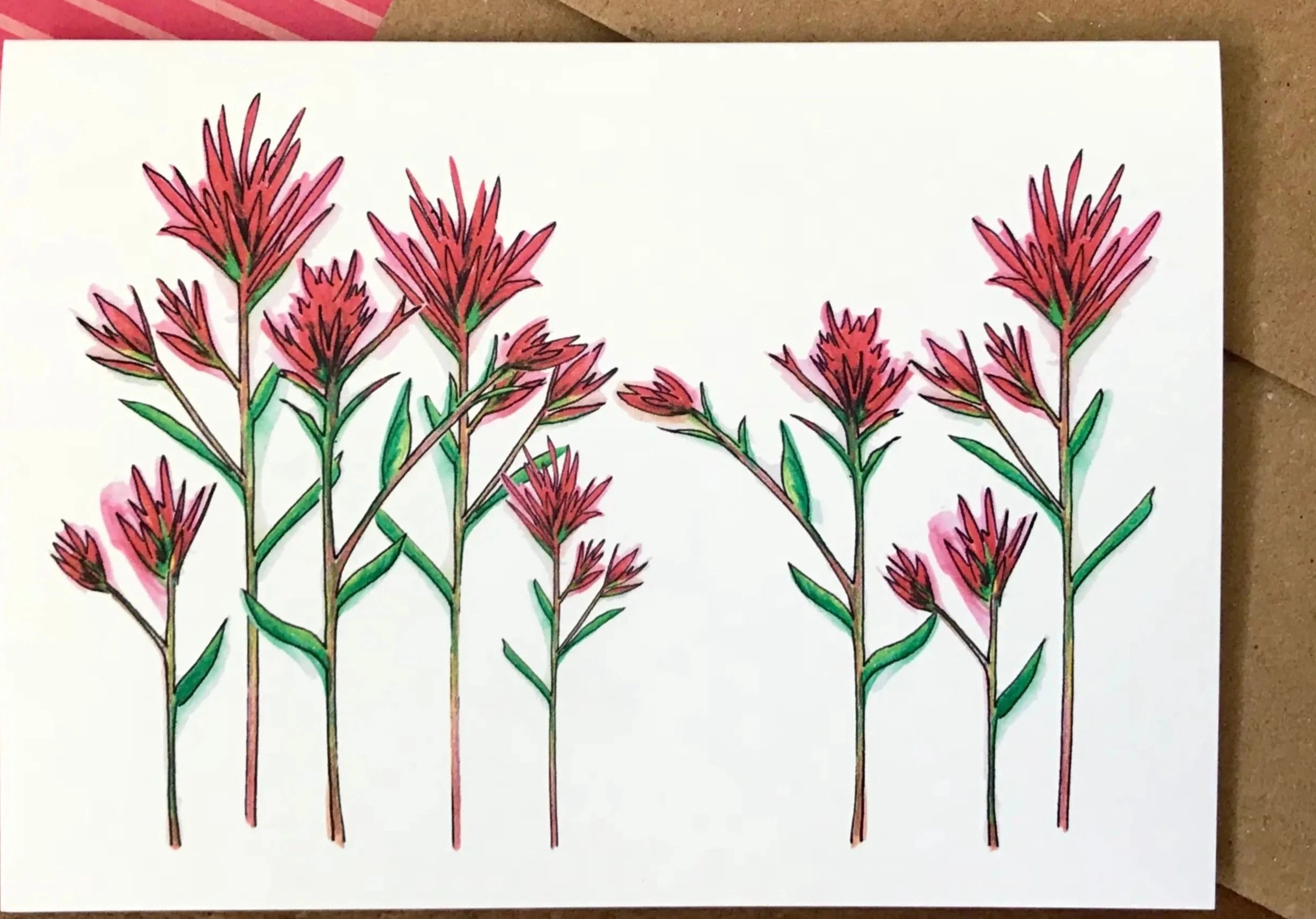 Indian Paintbrush Boxed Set