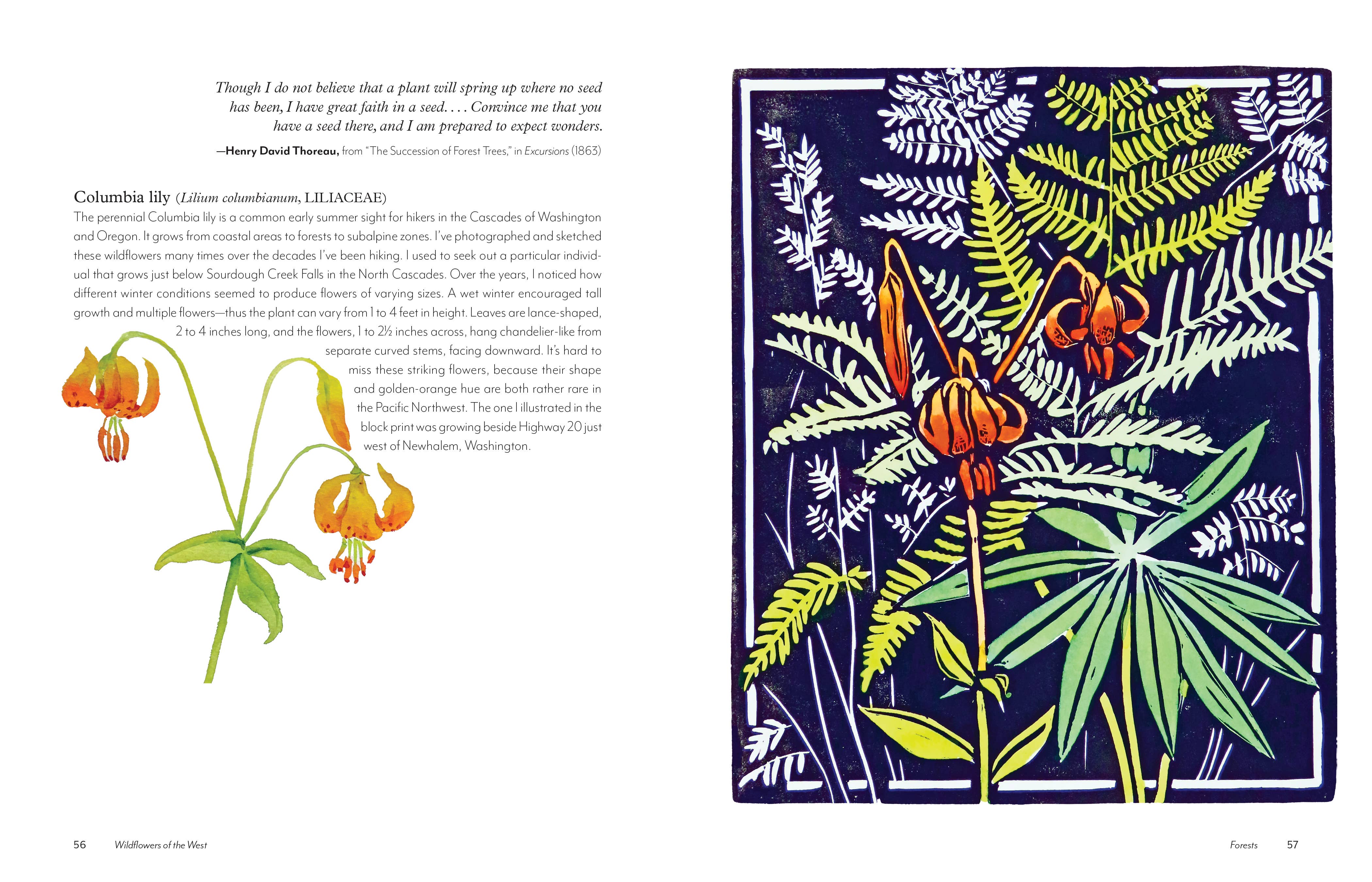 Wildflowers of the West: An Artist's Guide