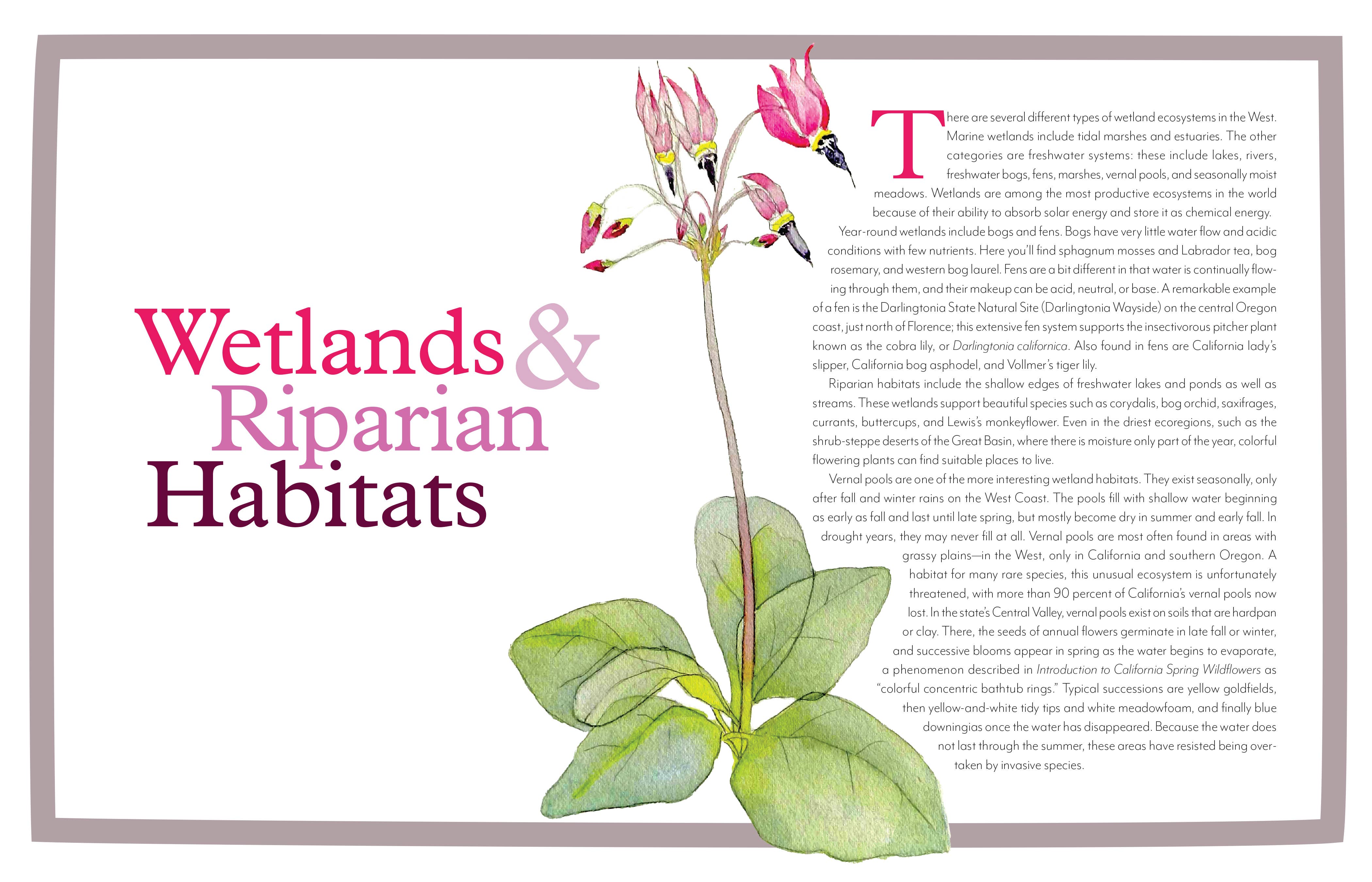 Wildflowers of the West: An Artist's Guide