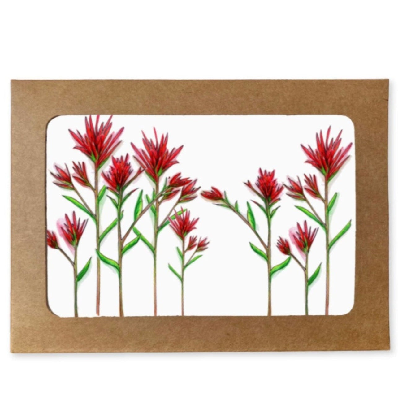 Indian Paintbrush Boxed Set