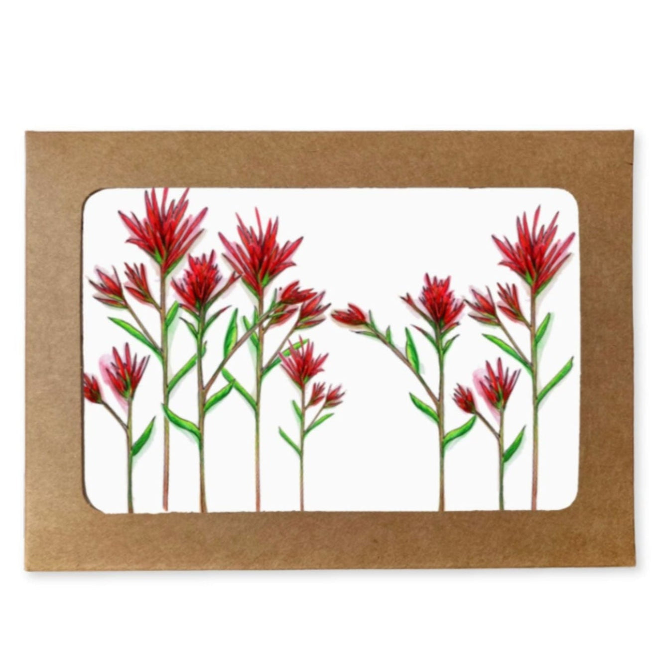 Indian Paintbrush Boxed Set