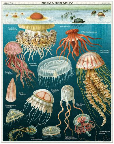 Jellyfish 1000 Piece Puzzle